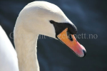 bildegallerier 02  00000046
